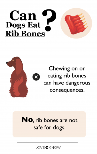 ¿Pueden los perros comer costillas? Masticar o no masticar