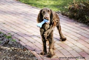 ¿Pueden los perros comer costillas? Masticar o no masticar