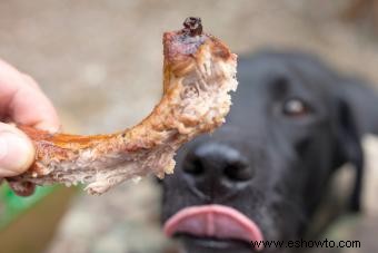 ¿Pueden los perros comer costillas? Masticar o no masticar