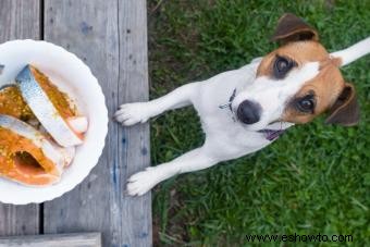 ¿Pueden los perros comer salmón? Una mirada a lo bueno y lo malo