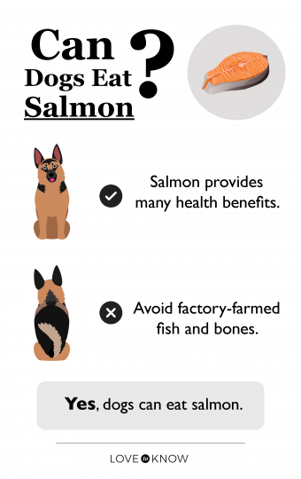 ¿Pueden los perros comer salmón? Una mirada a lo bueno y lo malo