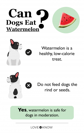 ¿Pueden los perros comer sandía? La respuesta más segura explicada