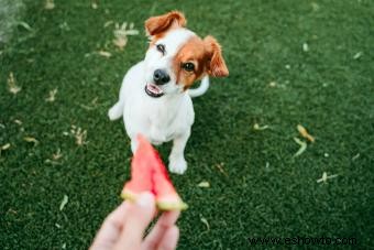 ¿Pueden los perros comer sandía? La respuesta más segura explicada