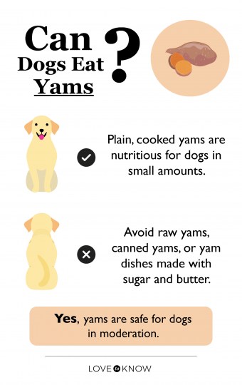 ¿Pueden los perros comer batatas? Lo que debe saber sobre estas verduras nutritivas 