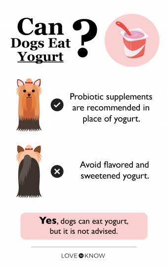 ¿Pueden los perros comer yogur? Si y no) 