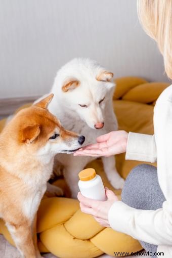 ¿Pueden los perros comer yogur? Si y no) 