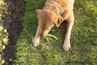 ¿Pueden los perros comer judías verdes? Cómo prepararlos de forma segura 