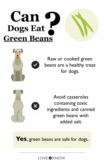 ¿Pueden los perros comer judías verdes? Cómo prepararlos de forma segura 