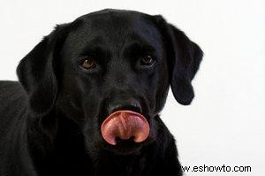 Recetas de comida para perros para croquetas y pastel de carne 