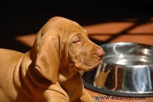 Comida para perros liofilizada 