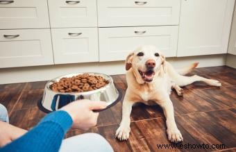 ¿La comida para perros sin granos es mala para el corazón de su perro? 