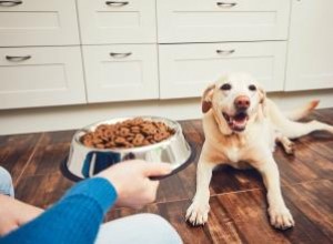 ¿La comida para perros sin granos es mala para el corazón de su perro? 