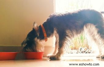 ¿La comida para perros sin granos es mala para el corazón de su perro? 