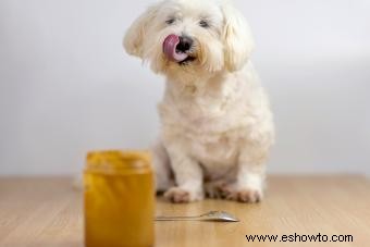 ¿La mantequilla de maní es buena para los perros? Qué tipos usar (y evitar) 