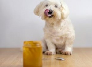 ¿Es segura la mantequilla de maní para perros? Guía experta: tipos recomendados y a evitar