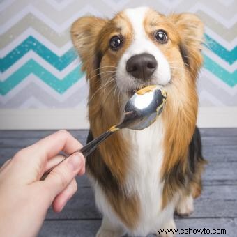 ¿La mantequilla de maní es buena para los perros? Qué tipos usar (y evitar) 