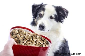 ¿Deben los perros comer anacardos? 