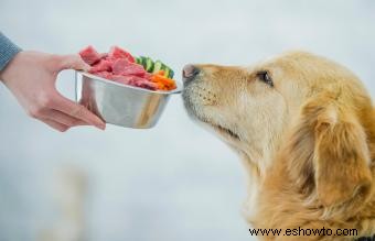 Consejos para hacer comida casera para perros 