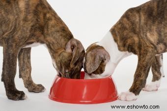 Los 9 alimentos para perros más saludables 