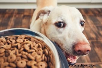 Los 9 alimentos para perros más saludables 