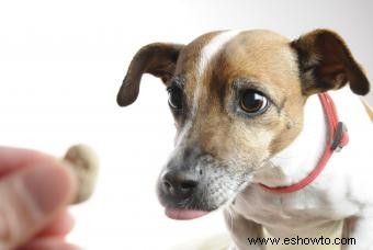 Golosinas para perros con cálculos en la vejiga