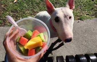 ¿Qué frutas son buenas para los perros?