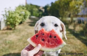 ¿Qué frutas son buenas para los perros?