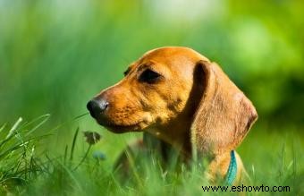 Rescate de perro salchicha en miniatura