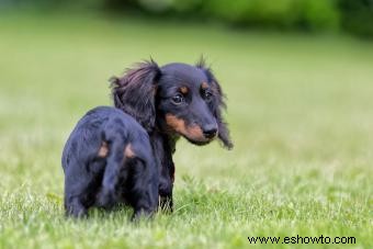 Rescate de perro salchicha en miniatura