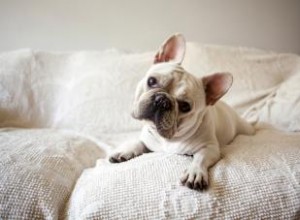 Guía Completa de Grupos de Rescate para Adoptar Bulldogs Franceses en EE.UU.