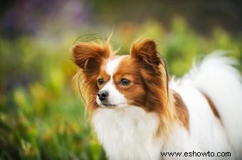 Adopción y rescate de Papillon