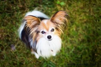 Adopción y rescate de Papillon