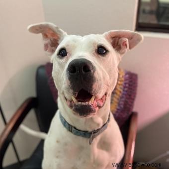 Perro sordo de 4 años finalmente encuentra su hogar para siempre después de aprender lenguaje de señas