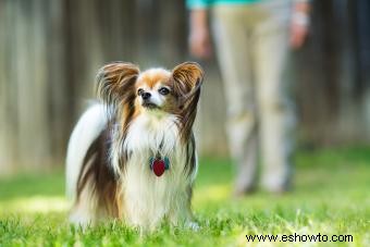 Adopción y rescate de Papillon