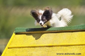 Adopción y rescate de Papillon