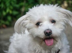 Rescate de Bichón Frisé: Guía Completa sobre Razones, Refugios y Adopción Responsable