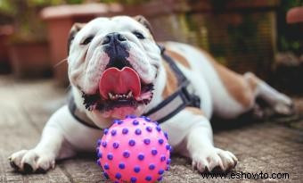 Rescate del Bulldog Inglés