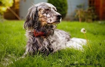 Rescate de Setter Inglés