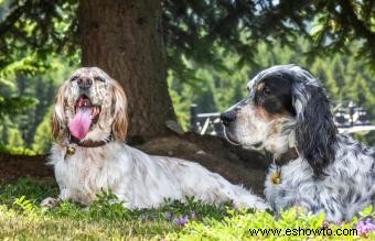 Rescate de Setter Inglés