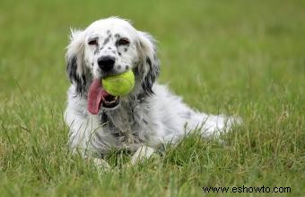 Rescate de Setter Inglés