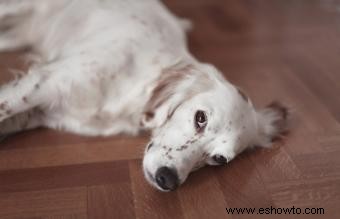 Rescate de Setter Inglés