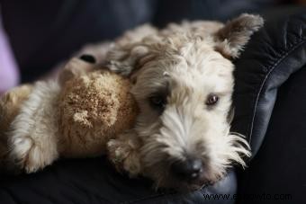 Encontrar rescates de Wheaten Terrier en los Estados Unidos