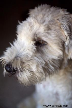 Encontrar rescates de Wheaten Terrier en los Estados Unidos
