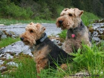 Rescate de un terrier galés