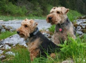 Rescate y Adopción de Terrier Galés: WT Cares, el Apoyo Confiable en EE.UU.