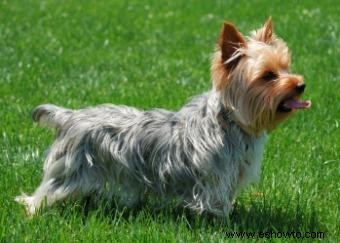 Información sobre rescate y adopción de Yorkshire Terriers