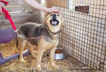 5 tipos de pisos para un parque para perros al aire libre