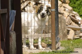 5 tipos de pisos para un parque para perros al aire libre