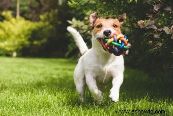 10 juguetes para perros fabricados en Estados Unidos relativamente seguros