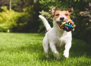 10 Juguetes Seguros para Perros Fabricados en EE.UU.: Opciones Confiables y de Calidad